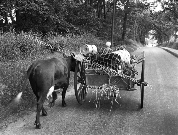 CART LOAD PLUS COW